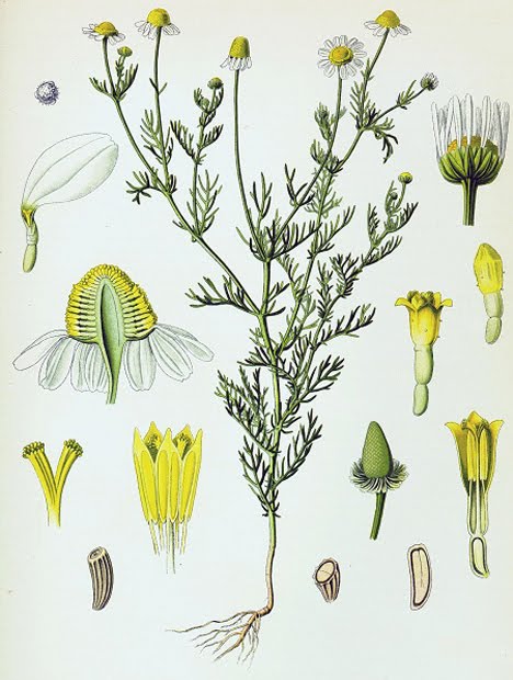 Chamomile (Matricaria recutita)