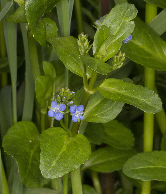 Brooklime, Veronica beccabunga.  Near Leigh, 19 May 2012.