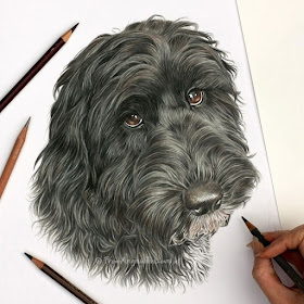 12-Ted-the-Cockapoo-Angie-A-Pet-and-Wildlife-Pencil-Drawing-Artist-www-designstack-co