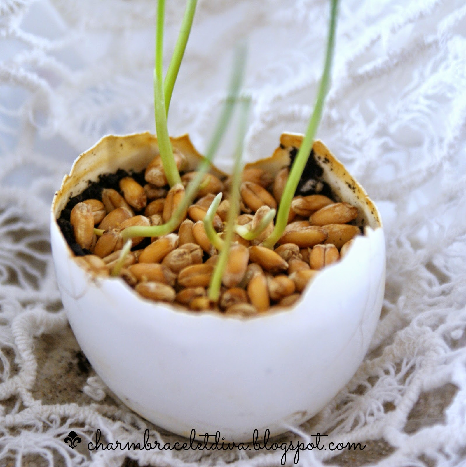 egg shells with dirt and wheat grass sprouts