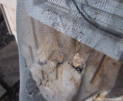 chicken cloth hardware wire coop vs predator screen window had security capable claws ripped meal would