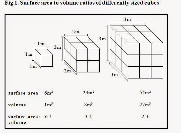26 Surface Area To Volume Ratios Investigating Diffusion Biology
