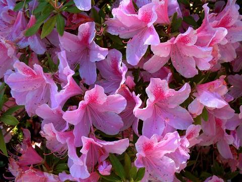 Piante e Fiori: Azalea : (fiore dei giganti), è un arbusto molto ramificato  sempreverde della famiglia delle ericacee originario dell'Asia