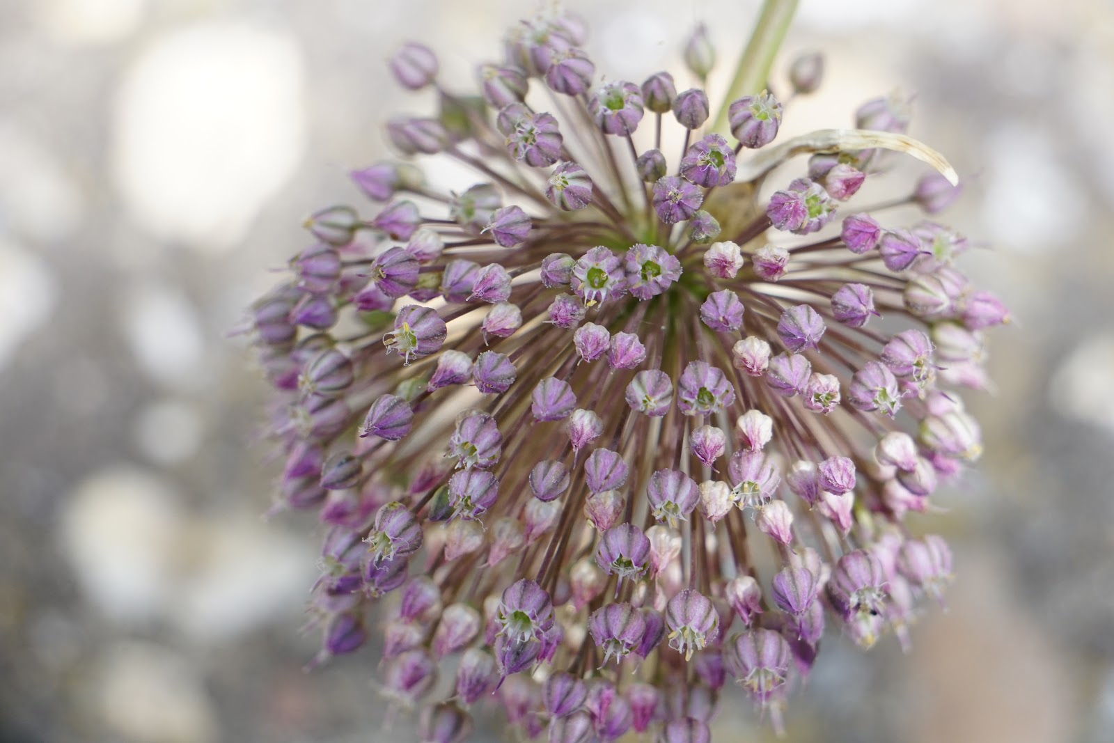 Plantas de Huerta Otea, Salamanca Ajo porro, puerro (Allium amppeloprasum)