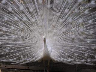 Burung Merak Putih Dewasa Jantan 