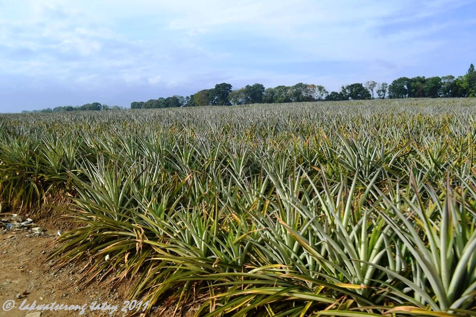 Meet the Xplorers Bukidnon En Route to Camp Phillips Del Monte