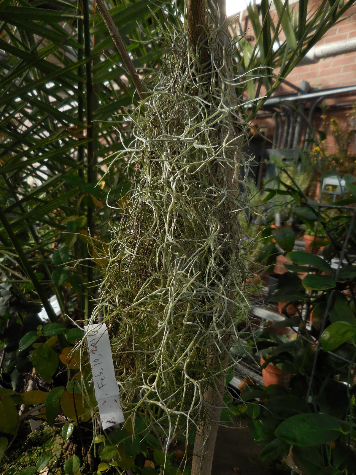 Burger's Onion Spanish Moss Cold Hardiness II