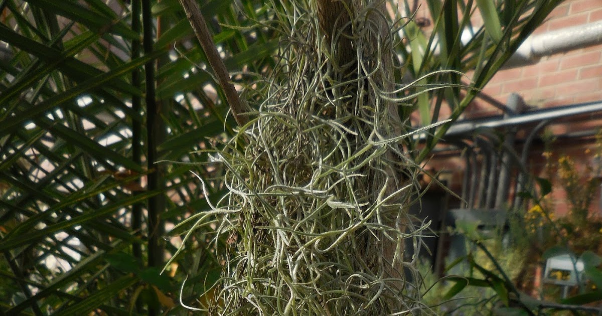 Burger's Onion Spanish Moss Cold Hardiness II