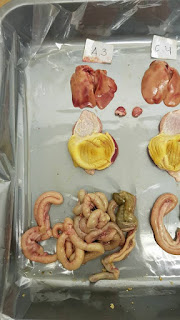 organ pencernaan yang terkena IBH (Inclusion Body Hepatitis) kondisi organ pencernaan yang terkena IBH (Inclusion Body Hepatitis)