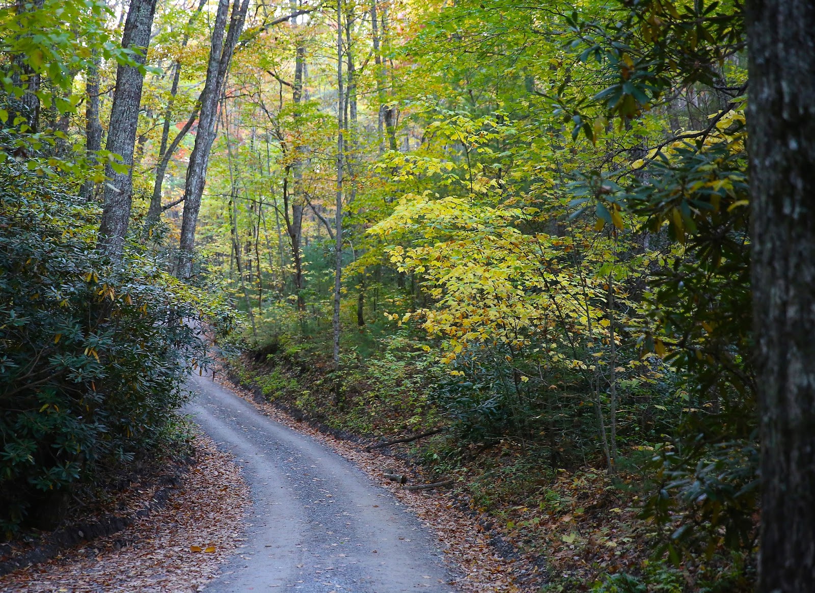 Sweet Southern Days Parson Branch Road In The Great Smoky Mountains