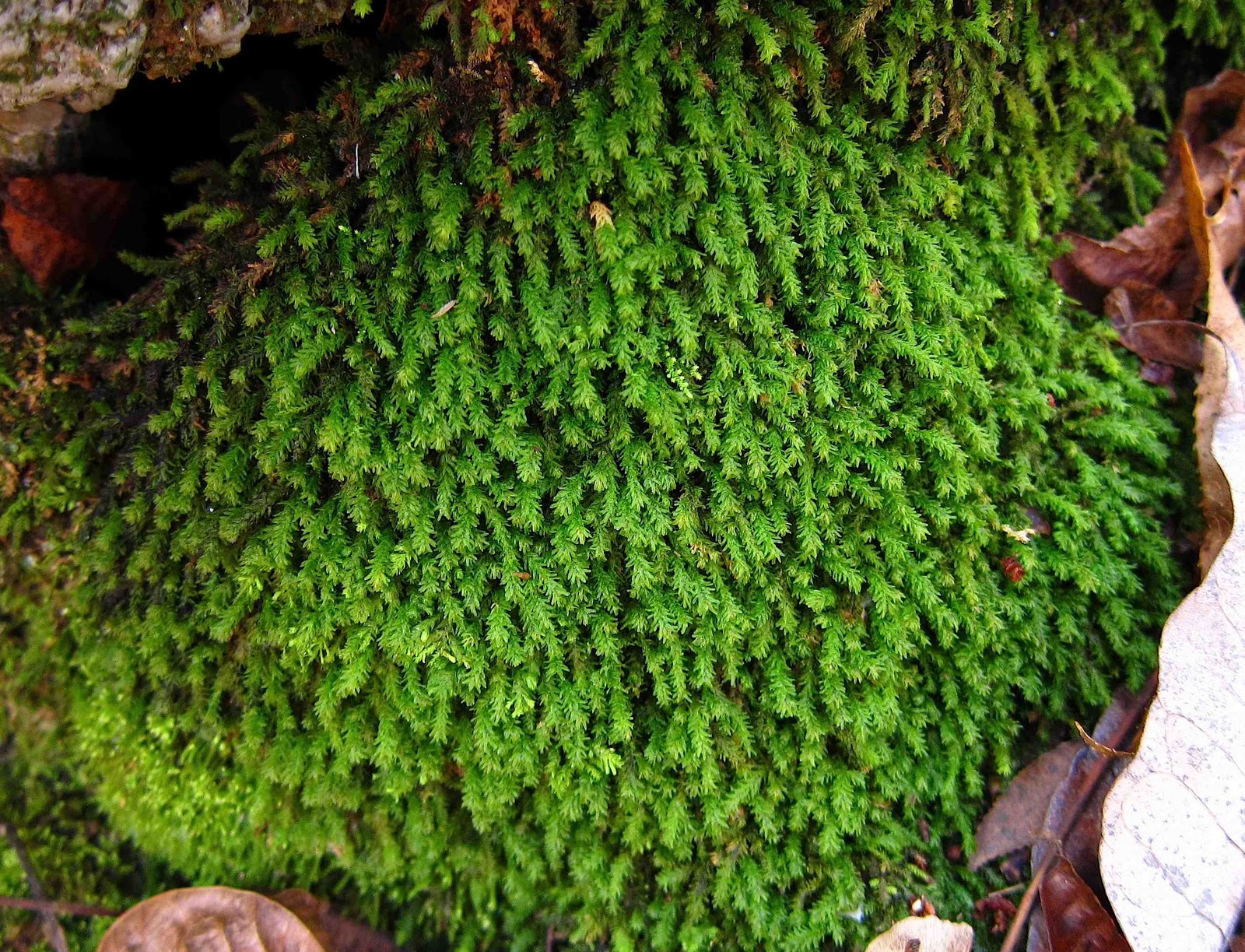 Muwse Iceland Moss Heads 0,5-3cm 10g Z MOOR GREEN HAND CLEANED Moss shrubs trees 