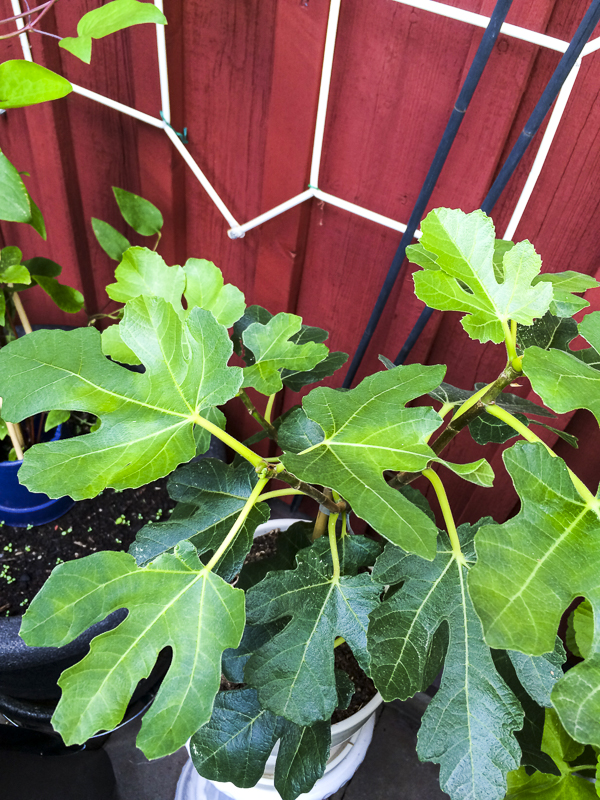 fikonträd, figtree fikonträd, figtree
