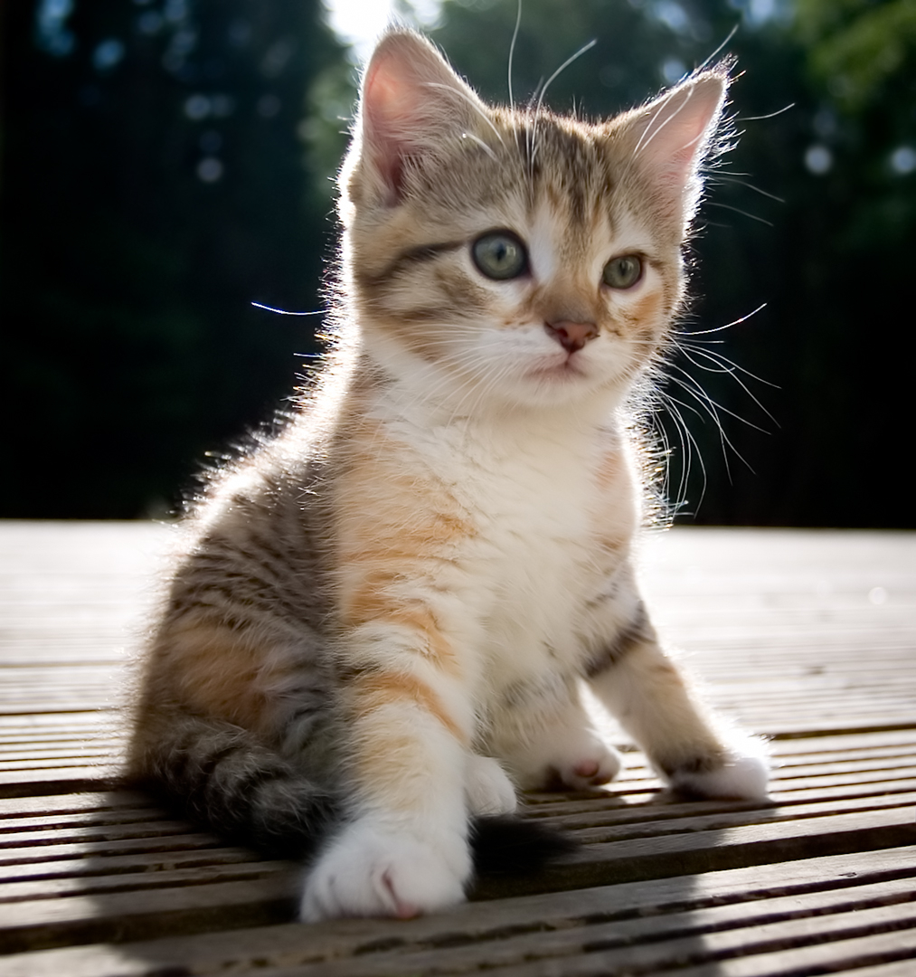 Adorable Kittens: Cute and Playful Feline Friends | HDWalle