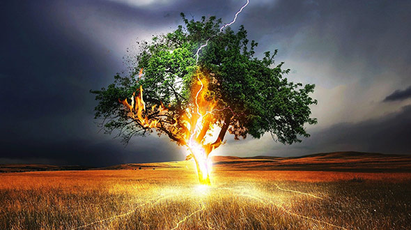 Half of a tree dying from a lightning strike