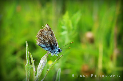 "Feeling Blue" by Heenan Photography