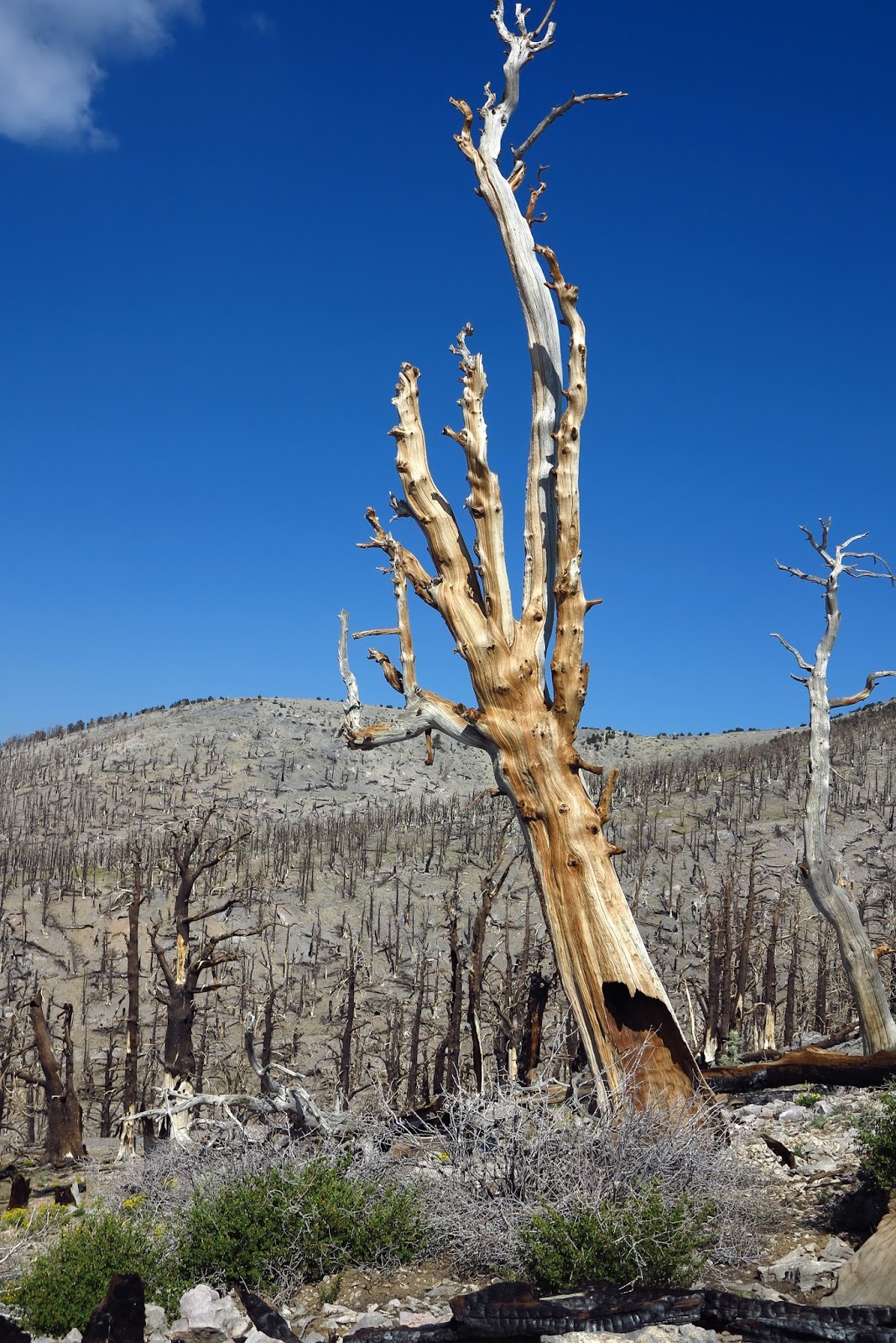Around The Bend Friends Charleston Peak S To N 7 13 17