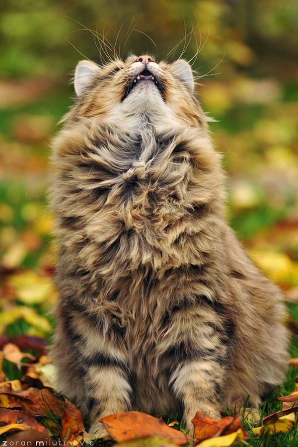 150 gambar kucing lucu dan imut termasuk anggora, persia, dan maine coon 150 gambar kucing lucu dan imut termasuk anggora, persia, dan maine coon