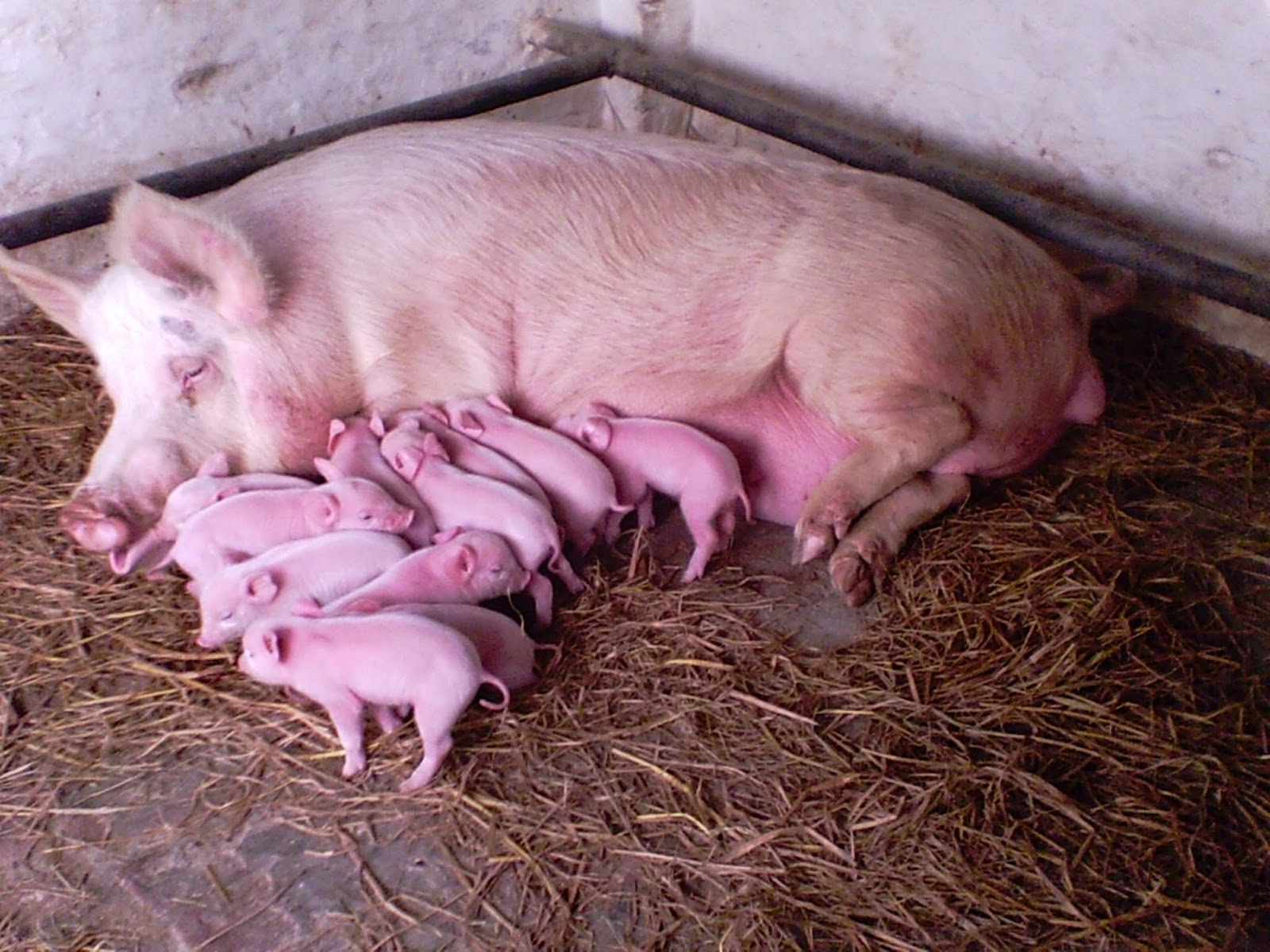 A Sample Pig Farming Business Plan Template