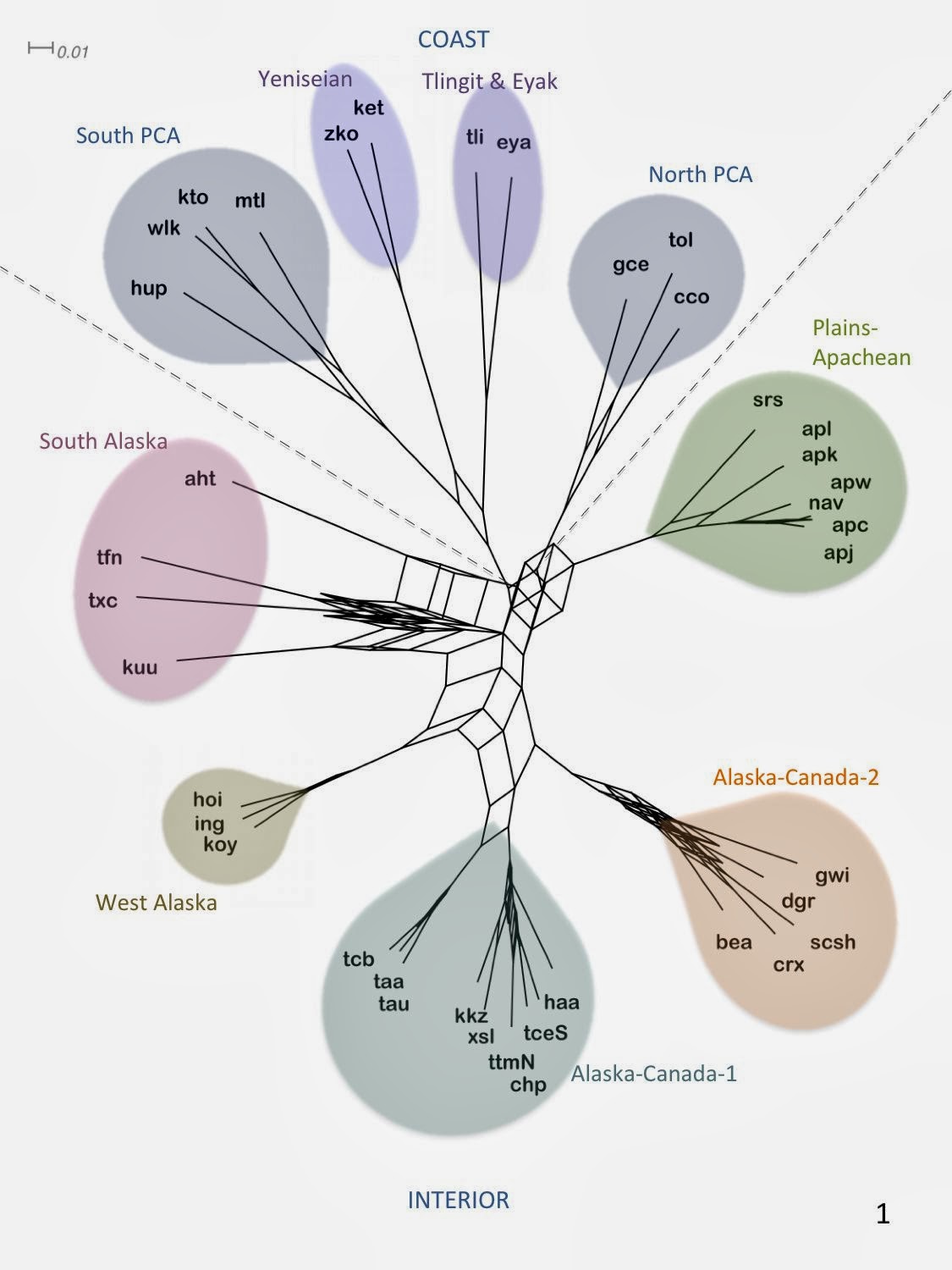 Language 'evolution' may shed light on human migration out-of-Beringia Language 'evolution' may shed light on human migration out-of-Beringia