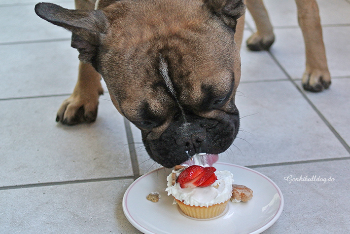 Cupcake Rezepte für Hunde Cupcake Rezepte für Hunde
