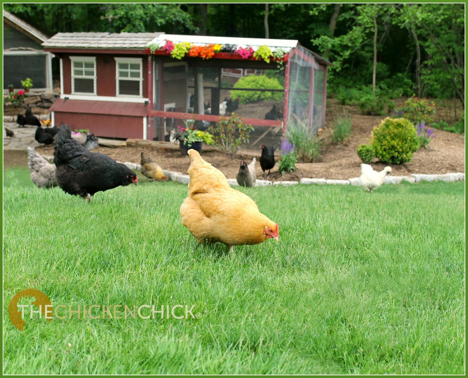 The Chicken Chick® Backyard Chickens & Avian Influenza What to Do