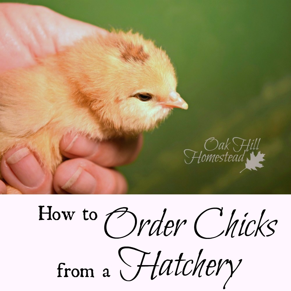 How to Order Chicks From an Online Hatchery Oak Hill Homestead