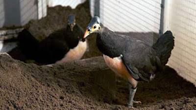Burung Maleo hutan mangrove, gili sulat, gili sulat lombok, wisata lombok, tempat wisata lombok