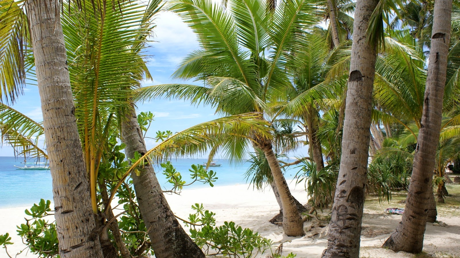 Palmbomen op wit zand strand Palmbomen op wit zand strand