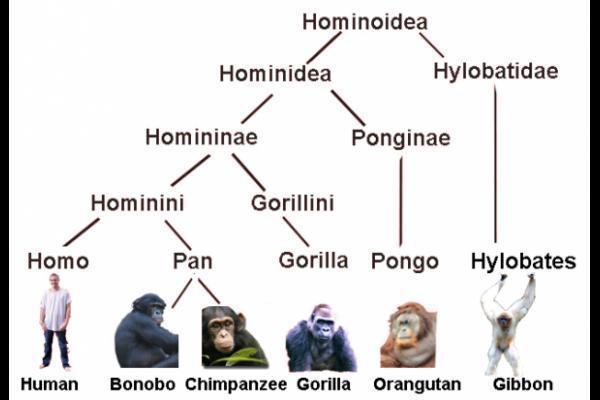 relevancy22 contemporary christianity post evangelic topics and hominid evolution chart