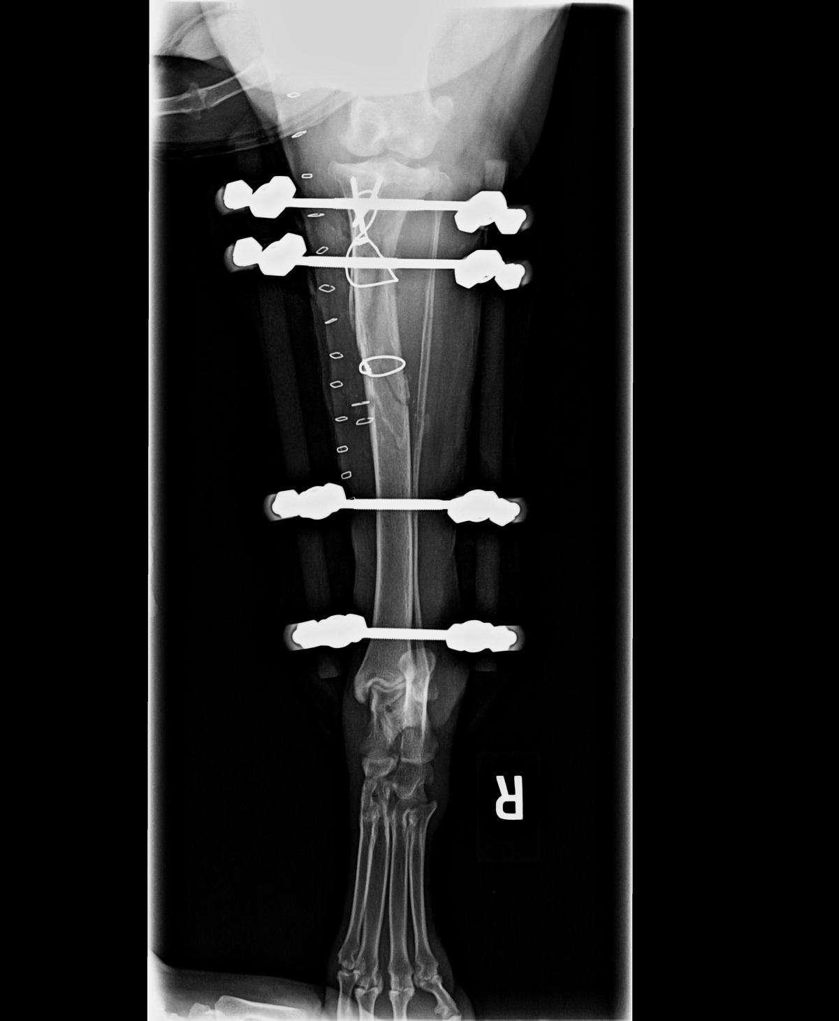 Circle City Veterinary Specialty & Emergency Hospital Oh Those Broken
