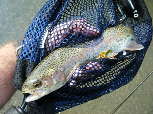Quittie Creek PA Rainbow Trout