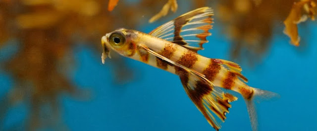 ΧΕΛΙΔΟΝΟΨΑΡΟ (FLYING FISH) photos - wallpapers | the fun bank
