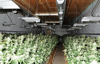 Growing Marijuana Legally