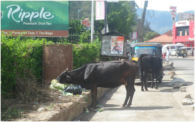 vache munnar