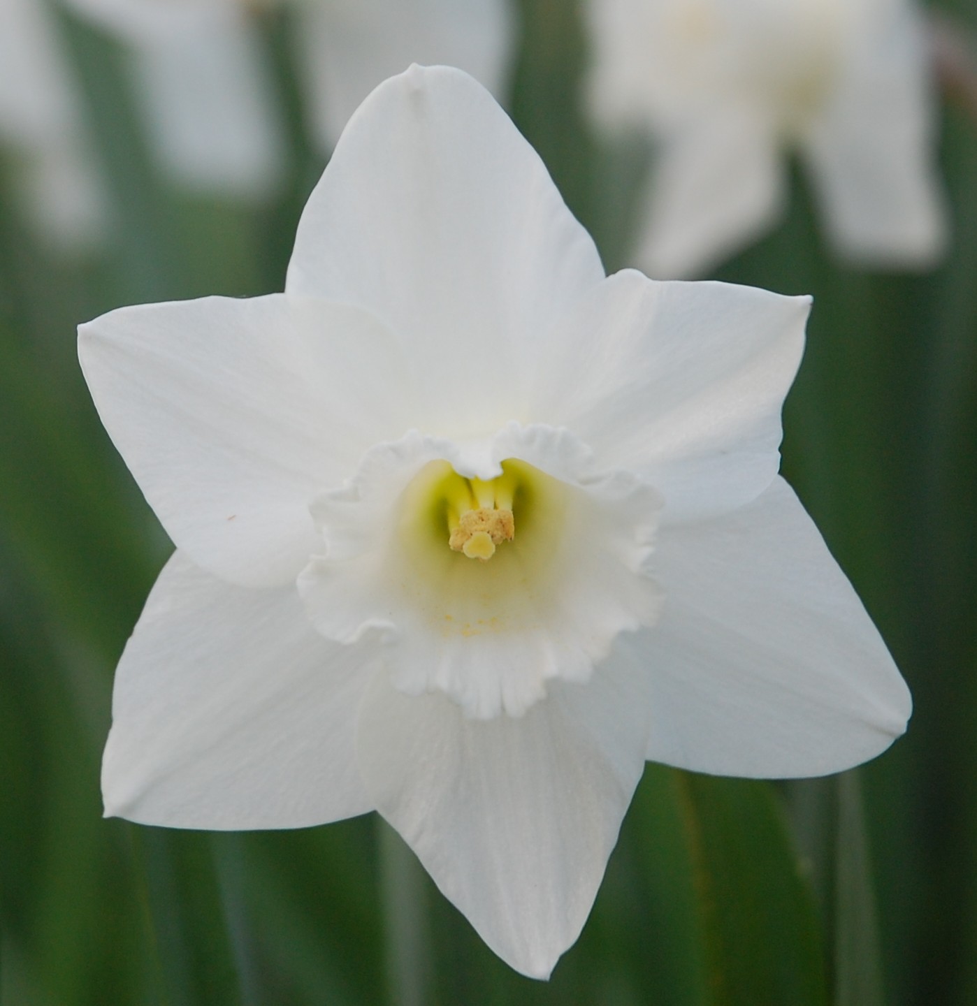 Blooming Where I am Planted! Daffodils Mt.Pleasant, Texas