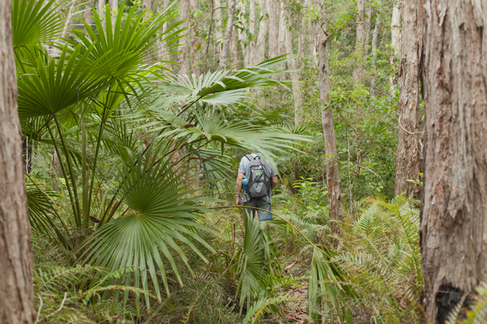 fan palms palm trees