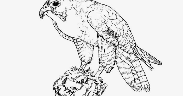 Loose Printable Falcon Coloring Pages