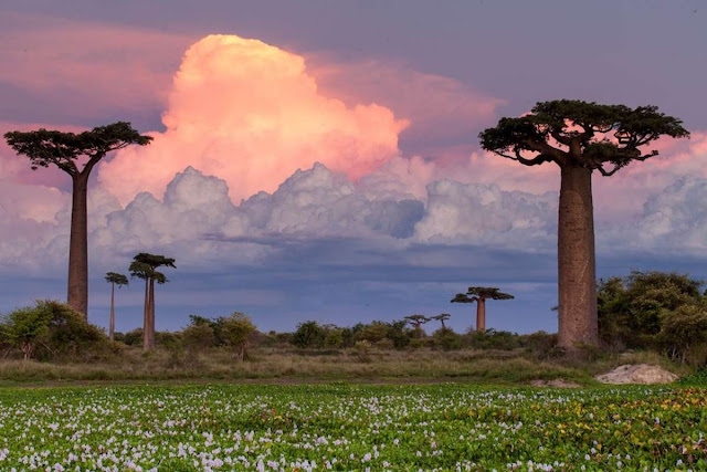 madagascar madagascar