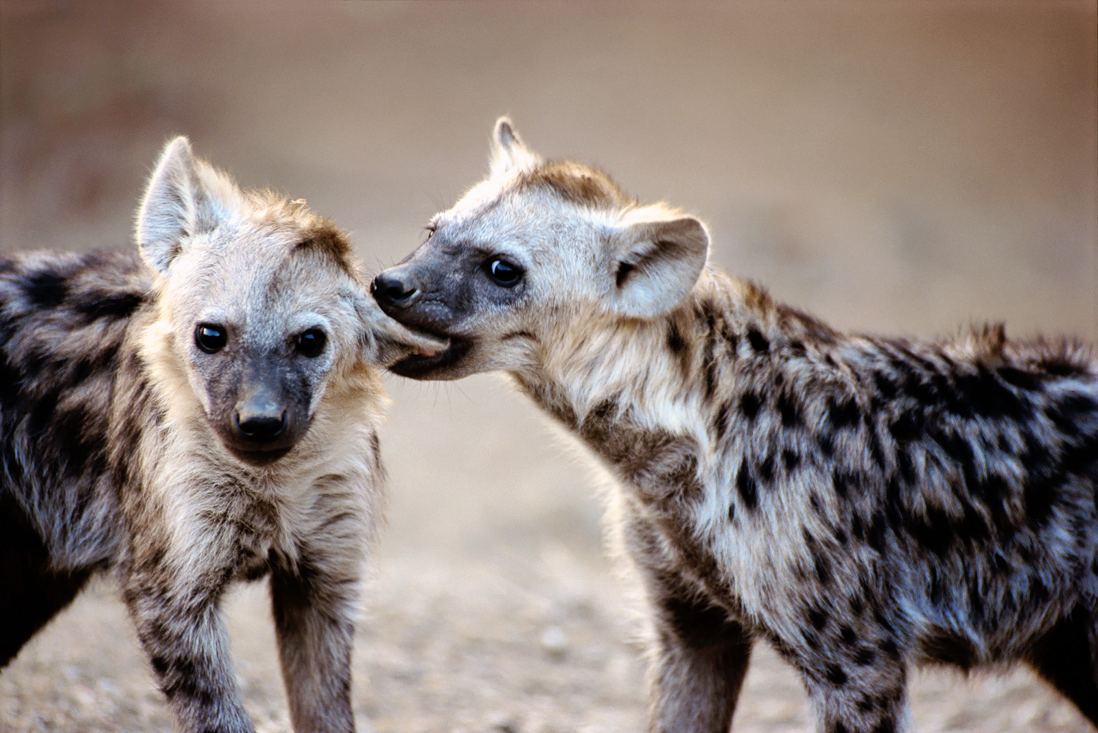 Hyena Pictures and Wallpapers | Animals Library