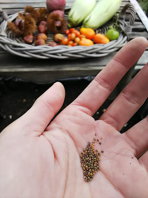 Sow the seed of Rucola. ルッコラの種を蒔いた。