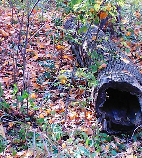 hollowed out log