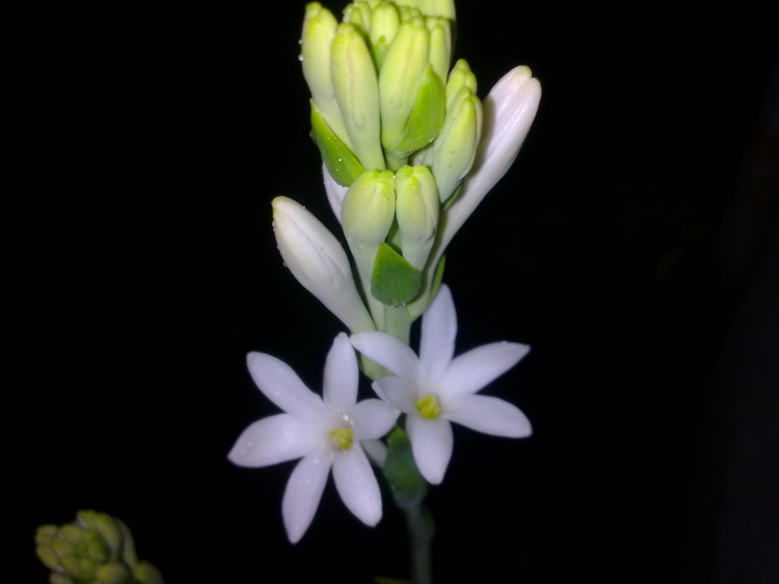 Rajnigandha Flower Wallpaper