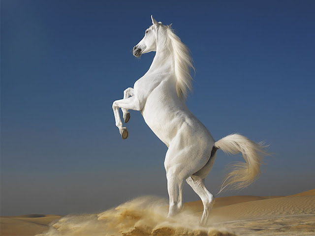 horses desktop wallpaper,horses wallpaper,horses picture
