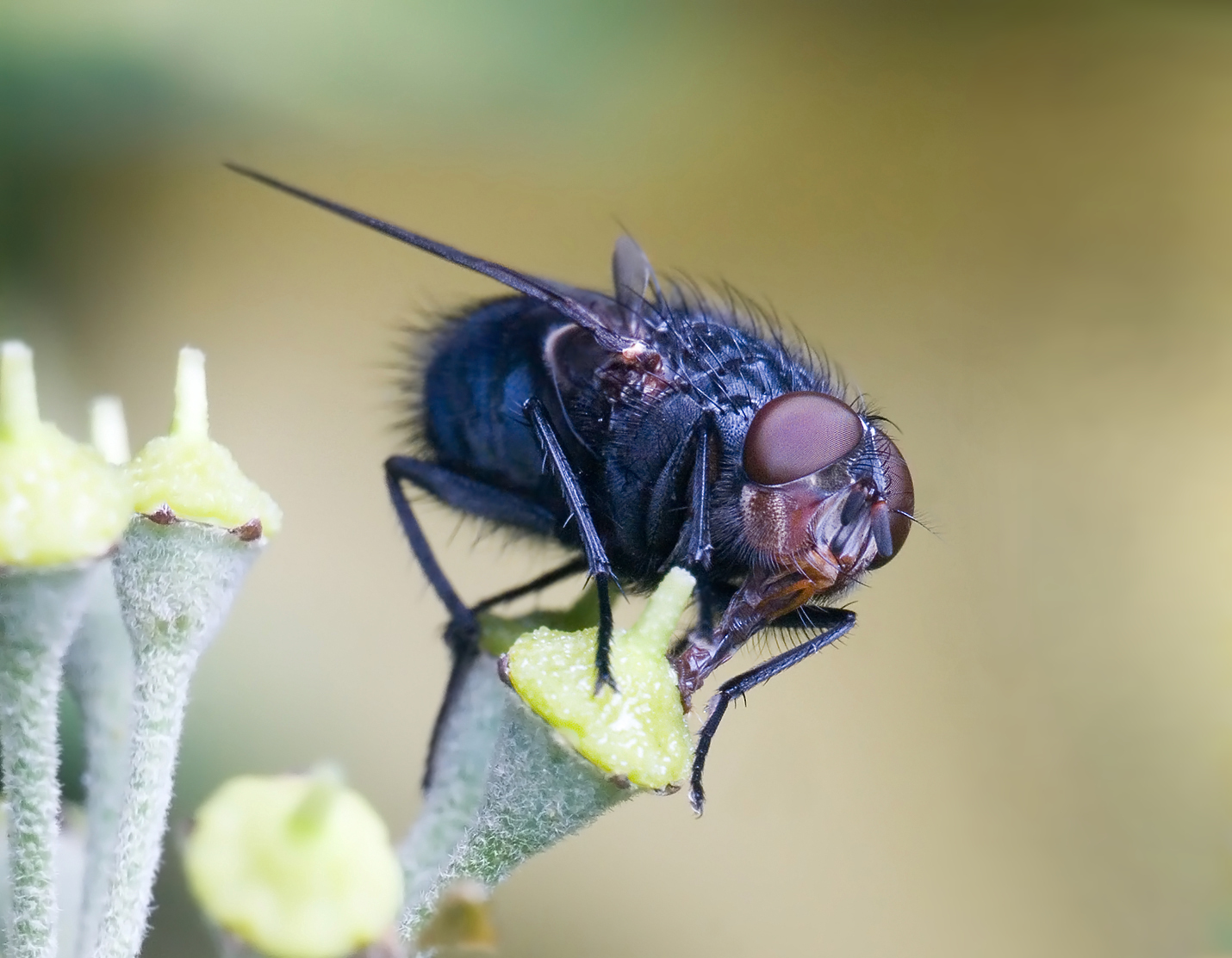 Insects: Calliphora vomitoria edit