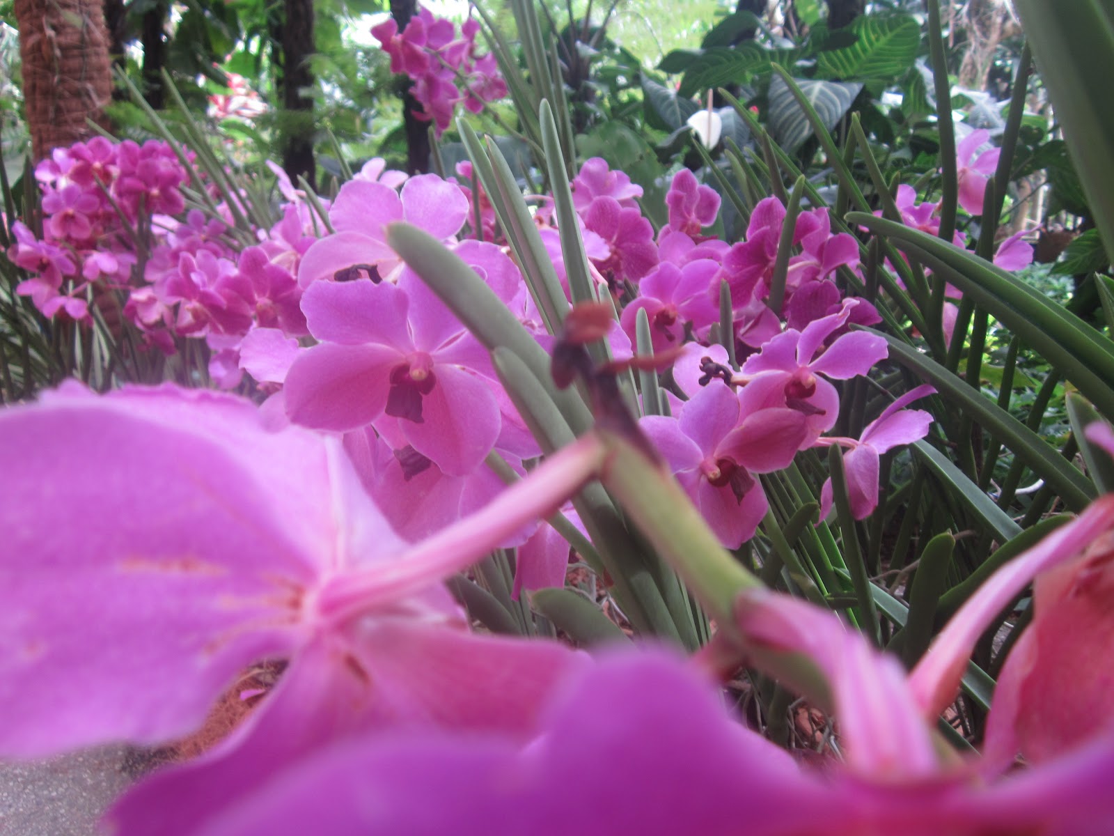 Berkongsi Cetusan Rasa: Orkid dan Bunga Raya