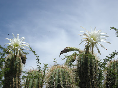 Kakteen sind unsere Blumen und Bäume im Hochland Boliviens
