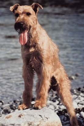 are pig ears bad for a irish terrier