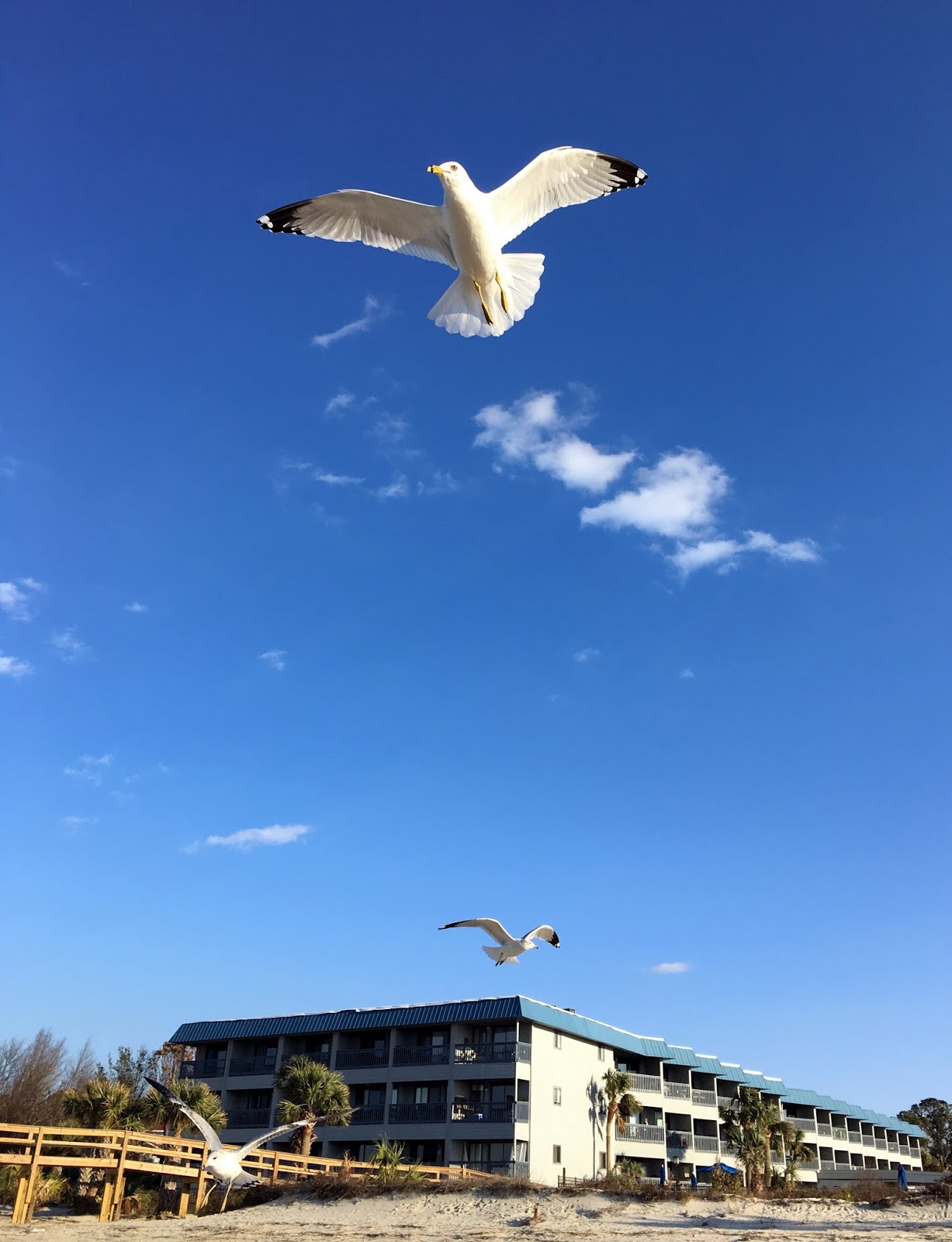 Koinonia: yesterday....feeding the sea birds