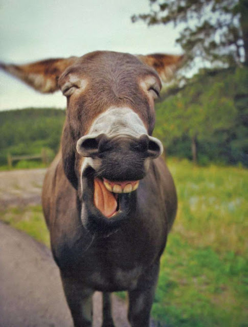 Quem disse que os animais não sorriem? Observe-os e deixe-se contagiar elfandarilha