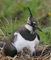 Lapwing by John Harding